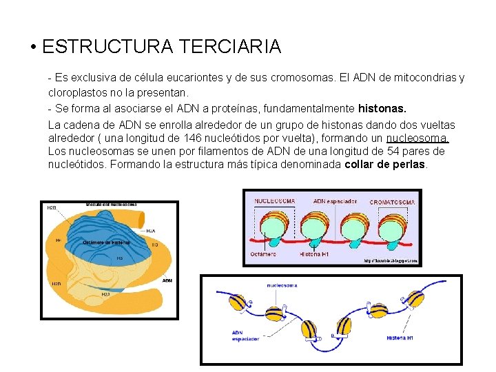  • ESTRUCTURA TERCIARIA - Es exclusiva de célula eucariontes y de sus cromosomas.