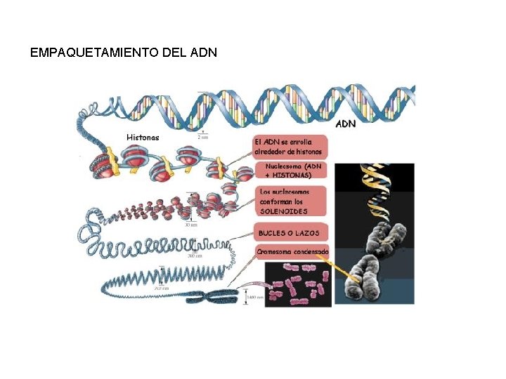 EMPAQUETAMIENTO DEL ADN 