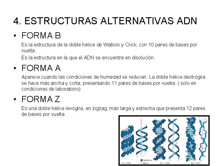 4. ESTRUCTURAS ALTERNATIVAS ADN • FORMA B Es la estructura de la doble hélice