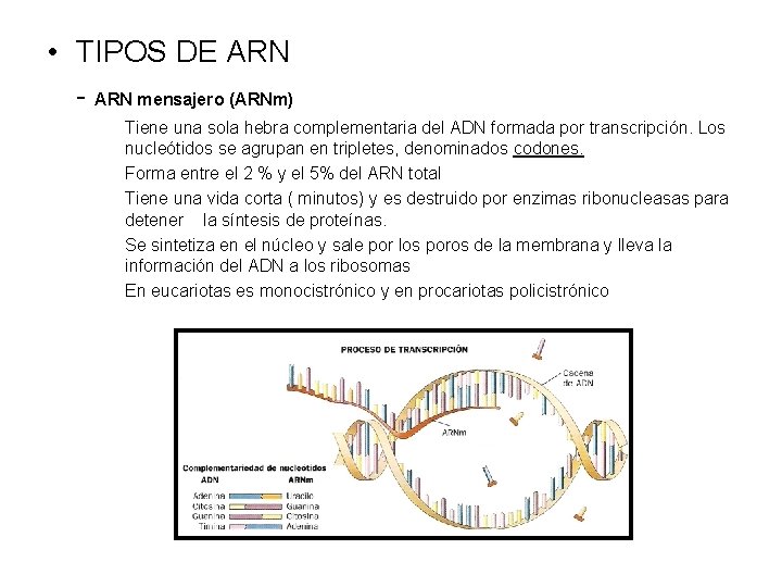  • TIPOS DE ARN - ARN mensajero (ARNm) Tiene una sola hebra complementaria