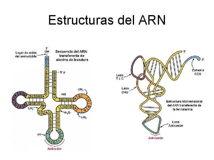 Estructuras del ARN 
