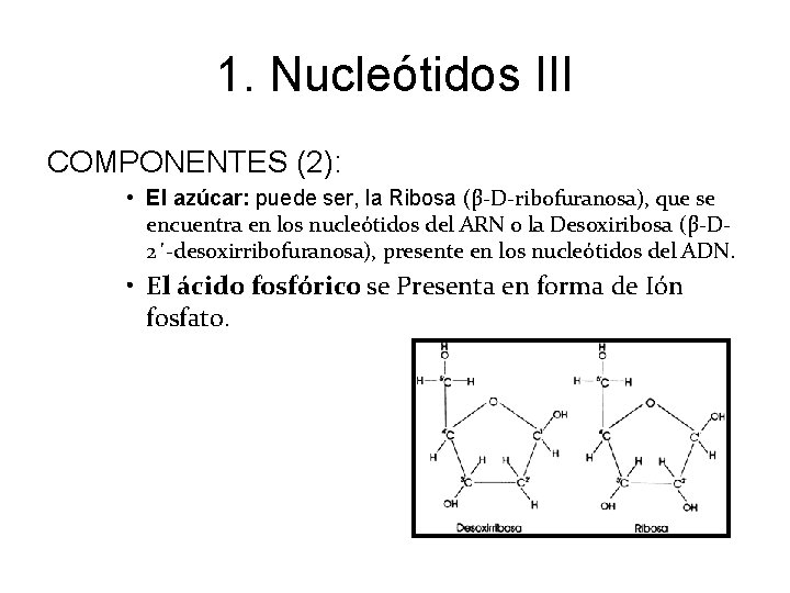 1. Nucleótidos III COMPONENTES (2): • El azúcar: puede ser, la Ribosa (β-D-ribofuranosa), que