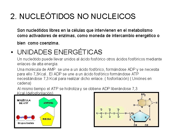 2. NUCLEÓTIDOS NO NUCLEICOS Son nucleótidos libres en la células que intervienen en el