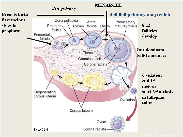 Pre-puberty Prior to birth first meiosis stops in prophase MENARCHE 400, 000 primary oocytes