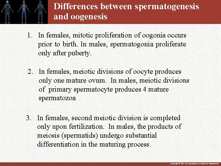 Differences between spermatogenesis and oogenesis 1. In females, mitotic proliferation of oogonia occurs prior