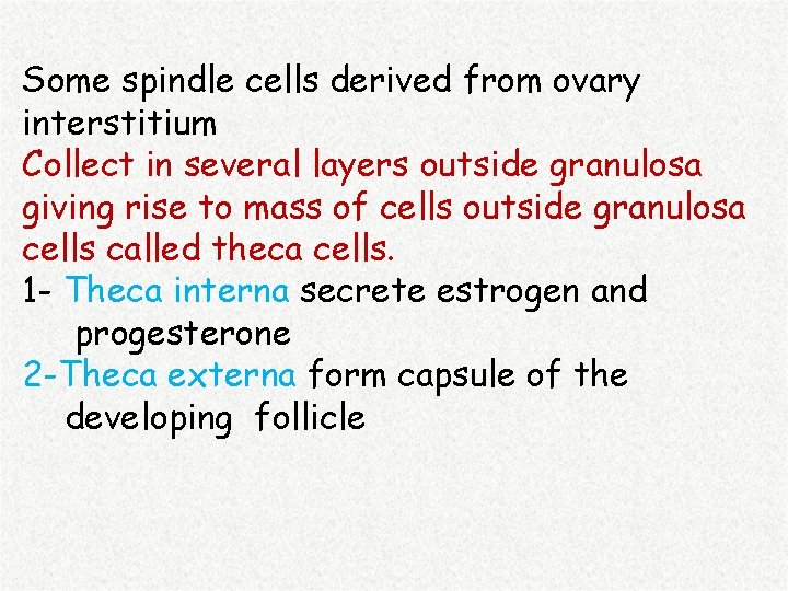 Some spindle cells derived from ovary interstitium Collect in several layers outside granulosa giving