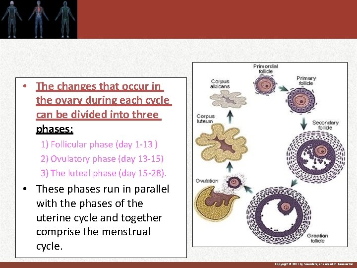  • The changes that occur in the ovary during each cycle can be