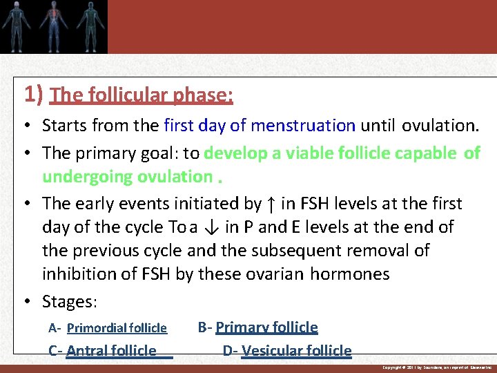 1) The follicular phase: • Starts from the first day of menstruation until ovulation.