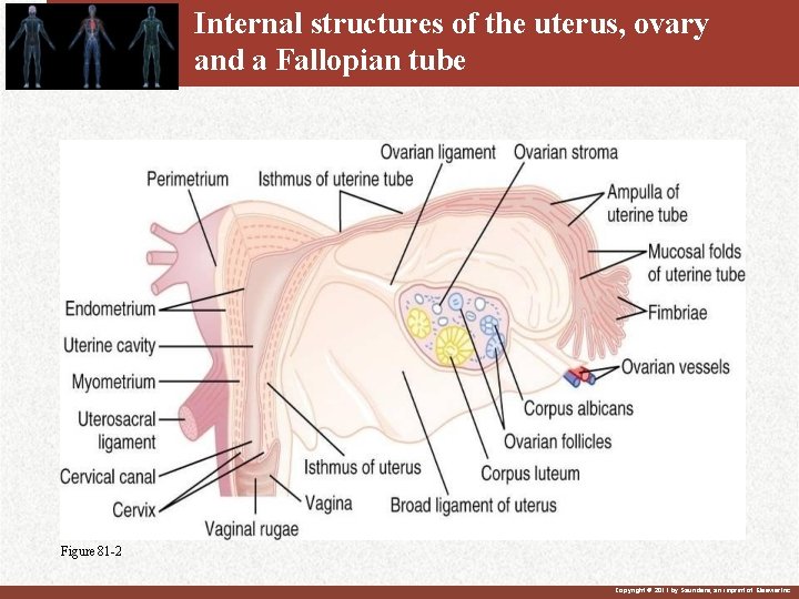 Internal structures of the uterus, ovary and a Fallopian tube Figure 81 -2 Copyright