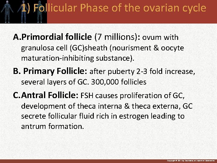 1) Follicular Phase of the ovarian cycle A. Primordial follicle (7 millions): ovum with