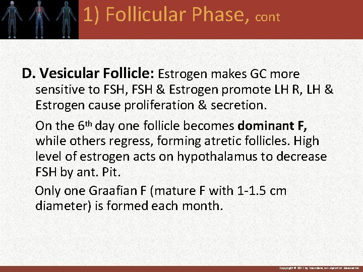 1) Follicular Phase, cont D. Vesicular Follicle: Estrogen makes GC more sensitive to FSH,