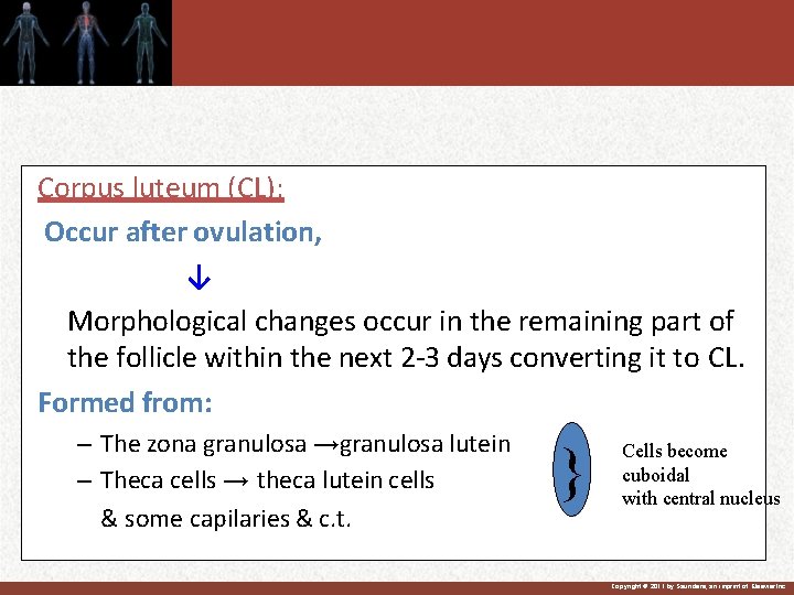 Corpus luteum (CL): Occur after ovulation, ↓ Morphological changes occur in the remaining part