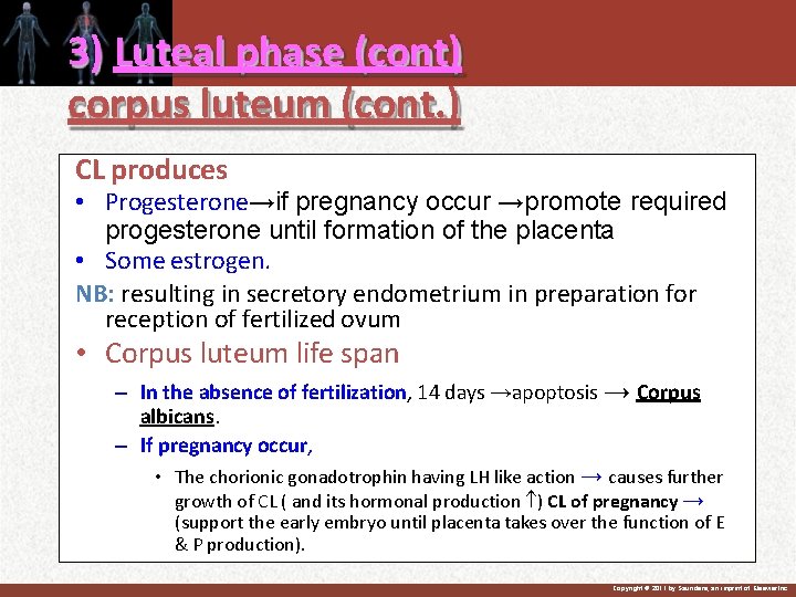 3) Luteal phase (cont) corpus luteum (cont. ) CL produces • Progesterone→if pregnancy occur