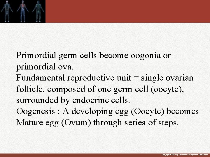 Primordial germ cells become oogonia or primordial ova. Fundamental reproductive unit = single ovarian