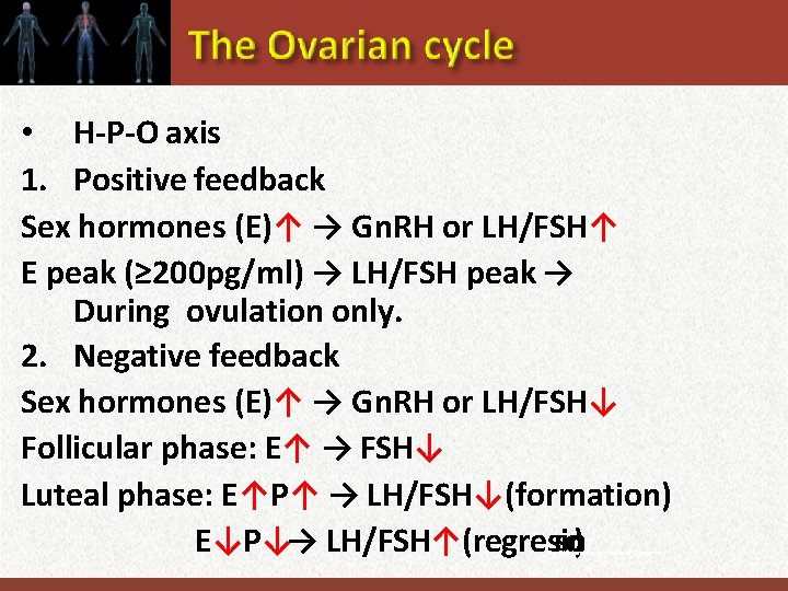  • H-P-O axis 1. Positive feedback Sex hormones (E)↑ → Gn. RH or