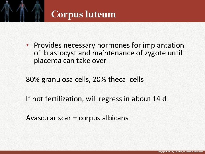 Corpus luteum • Provides necessary hormones for implantation of blastocyst and maintenance of zygote