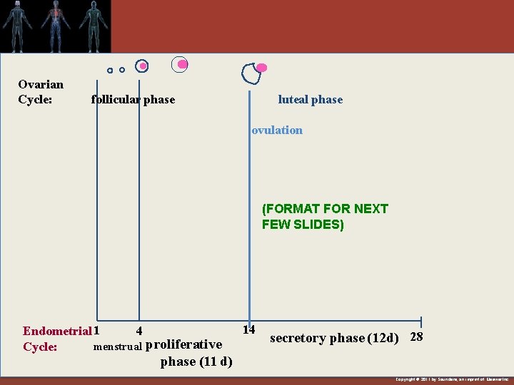 Ovarian Cycle: follicular phase luteal phase ovulation (FORMAT FOR NEXT FEW SLIDES) Endometrial 1