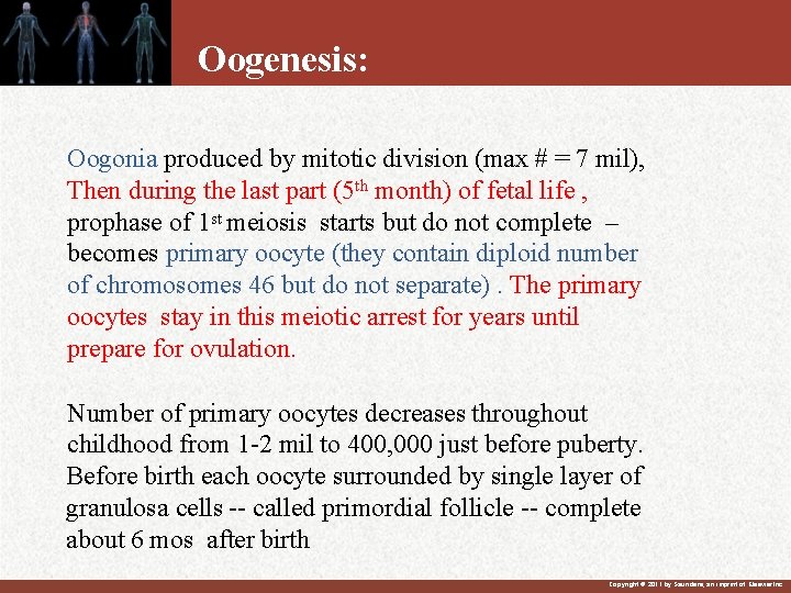 Oogenesis: Oogonia produced by mitotic division (max # = 7 mil), Then during the