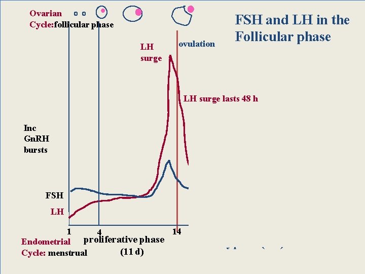 Ovarian Cycle: follicular phase LH surge ovulation FSH and LH in the Follicular phase