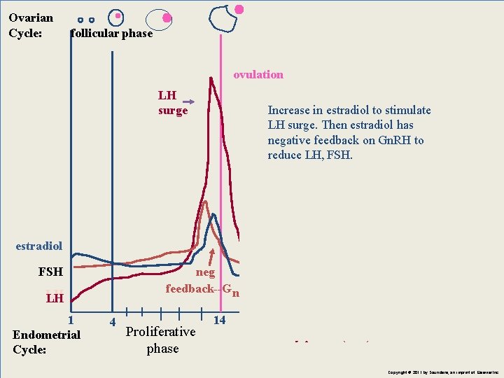 Ovarian Cycle: follicular phase ovulation LH surge Increase in estradiol to stimulate LH surge.