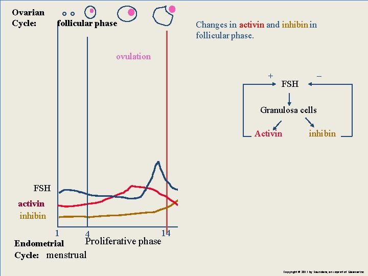 Ovarian Cycle: follicular phase Changes in activin and inhibin in follicular phase. ovulation +