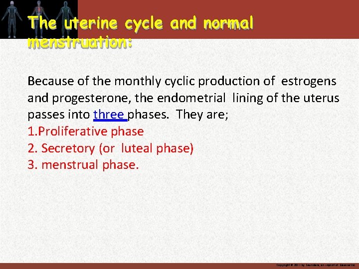 The uterine cycle and normal menstruation: Because of the monthly cyclic production of estrogens