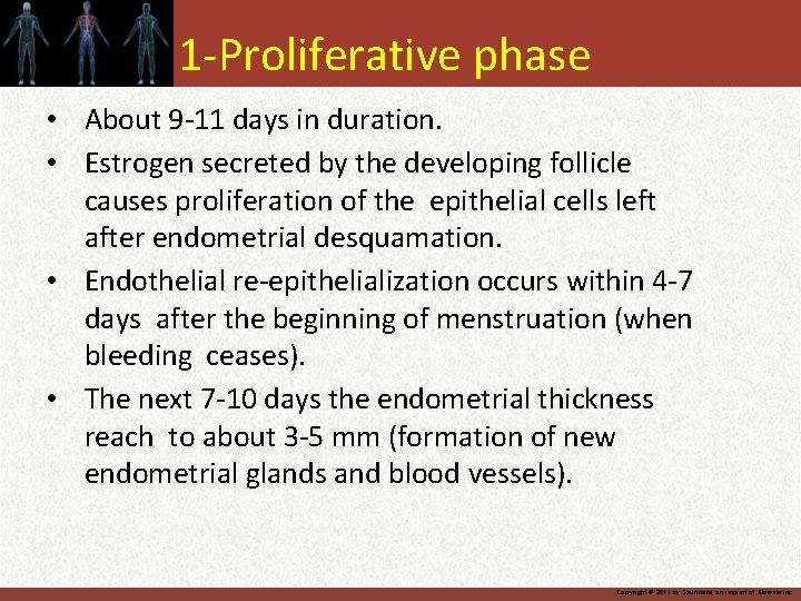 1 -Proliferative phase • About 9 -11 days in duration. • Estrogen secreted by