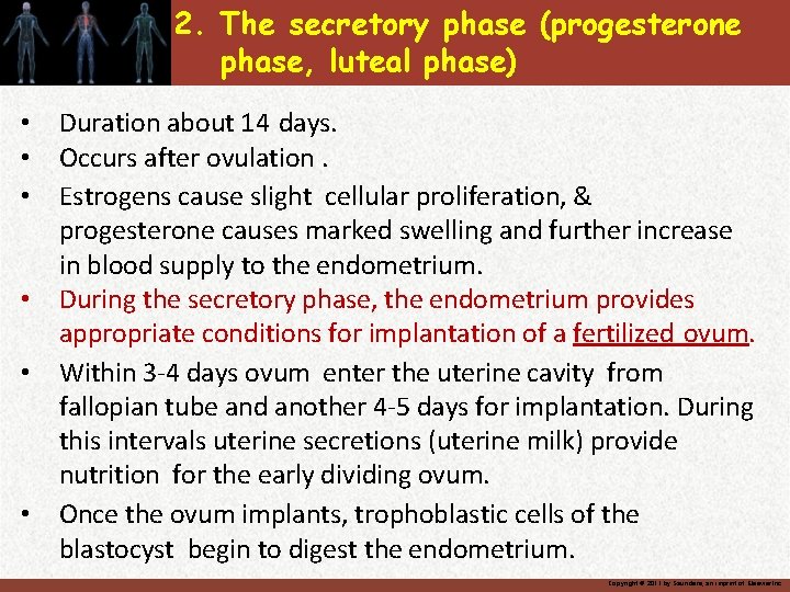 2. The secretory phase (progesterone phase, luteal phase) • Duration about 14 days. •