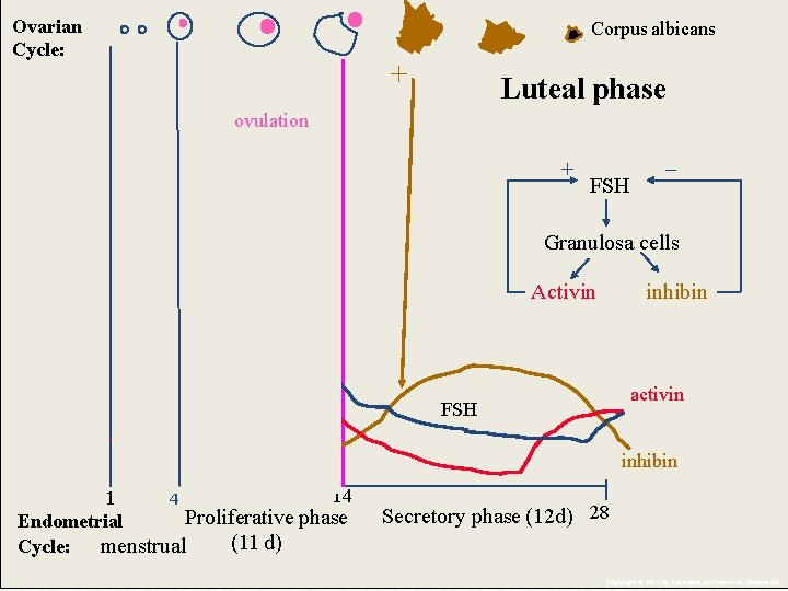 Ovarian Cycle: Corpus albicans + Luteal phase ovulation + _ FSH Granulosa cells Activin