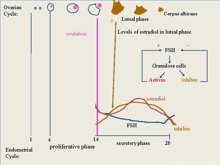 Ovarian Cycle: + Corpus albicans Luteal phase Levels of estradiol in luteal phase ovulation