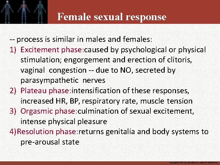 Female sexual response -- process is similar in males and females: 1) Excitement phase: