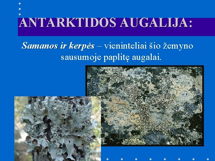 ANTARKTIDOS AUGALIJA: Samanos ir kerpės – vieninteliai šio žemyno sausumoje paplitę augalai. 