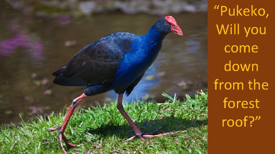 “Pukeko, Will you come down from the forest roof? ” “Pukeko, Will you come down from the forest roof? ”