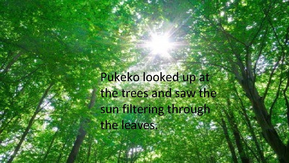 Pukeko looked up at the trees and saw the sun filtering through the leaves. Pukeko looked up at the trees and saw the sun filtering through the leaves.