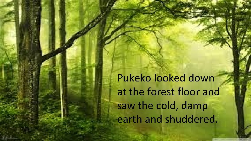 Pukeko looked down at the forest floor and saw the cold, damp earth and Pukeko looked down at the forest floor and saw the cold, damp earth and