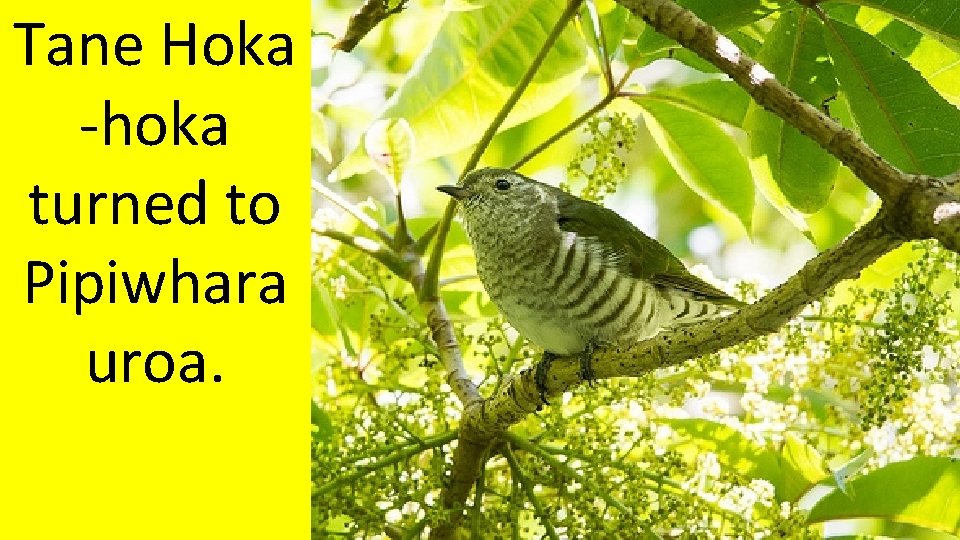 Tane Hoka -hoka turned to Pipiwhara uroa. Tane Hoka -hoka turned to Pipiwhara uroa.