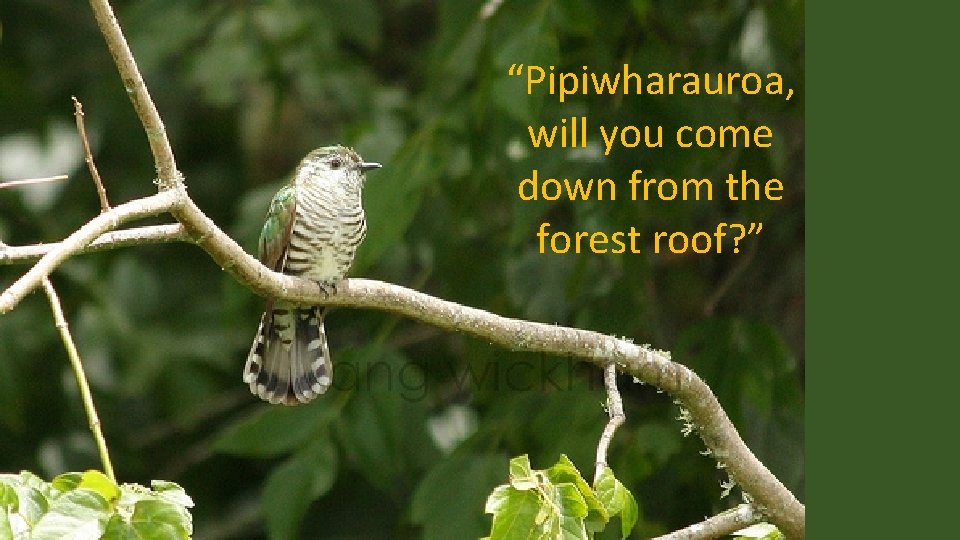 “Pipiwharauroa, will you come down from the forest roof? ” “Pipiwharauroa, will you come down from the forest roof? ”