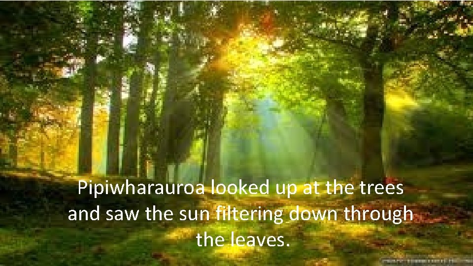 Pipiwharauroa looked up at the trees and saw the sun filtering down through the Pipiwharauroa looked up at the trees and saw the sun filtering down through the
