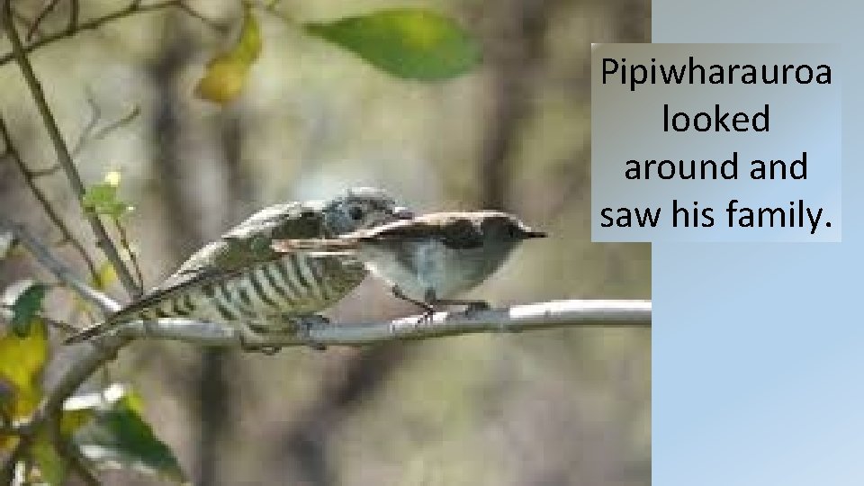 Pipiwharauroa looked around and saw his family. Pipiwharauroa looked around and saw his family.
