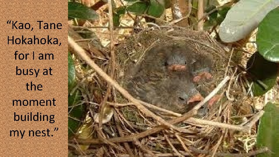 “Kao, Tane Hokahoka, for I am busy at the moment building my nest. ” “Kao, Tane Hokahoka, for I am busy at the moment building my nest. ”