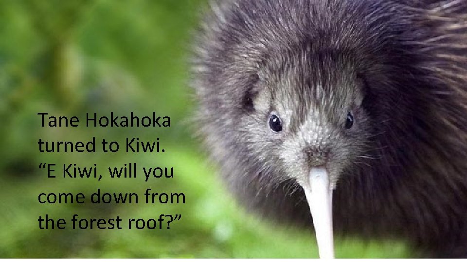 Tane Hokahoka turned to Kiwi. “E Kiwi, will you come down from the forest Tane Hokahoka turned to Kiwi. “E Kiwi, will you come down from the forest
