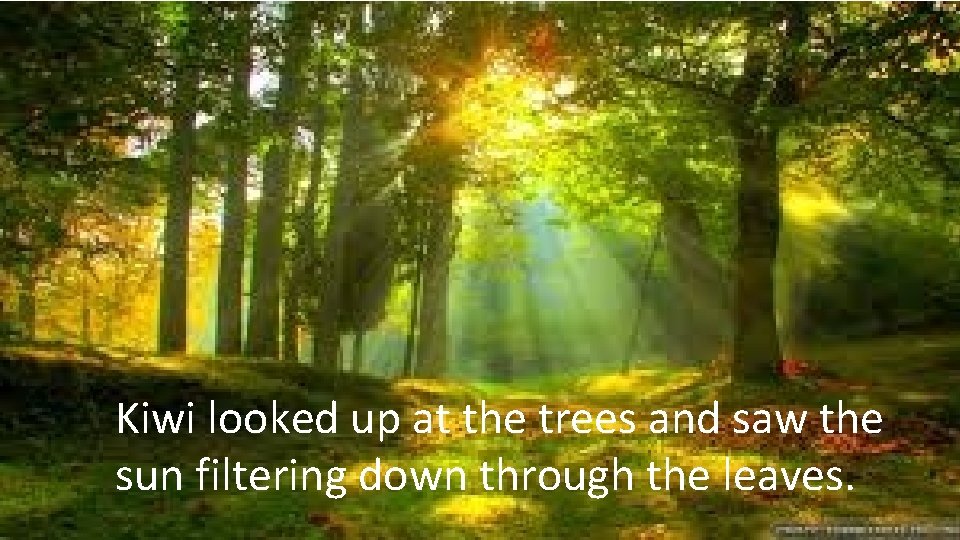 Kiwi looked up at the trees and saw the sun filtering down through the Kiwi looked up at the trees and saw the sun filtering down through the