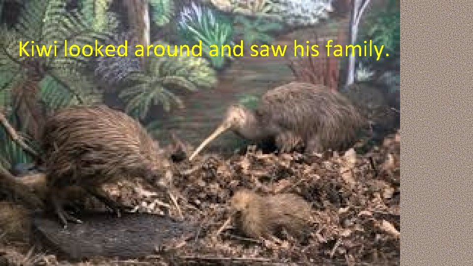 Kiwi looked around and saw his family. Kiwi looked around and saw his family.