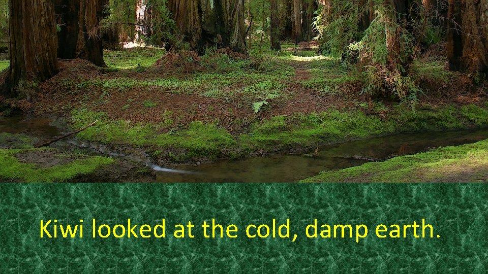 Kiwi looked at the cold, damp earth. Kiwi looked at the cold, damp earth.