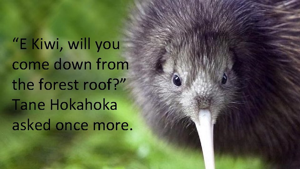 “E Kiwi, will you come down from the forest roof? ” Tane Hokahoka asked “E Kiwi, will you come down from the forest roof? ” Tane Hokahoka asked