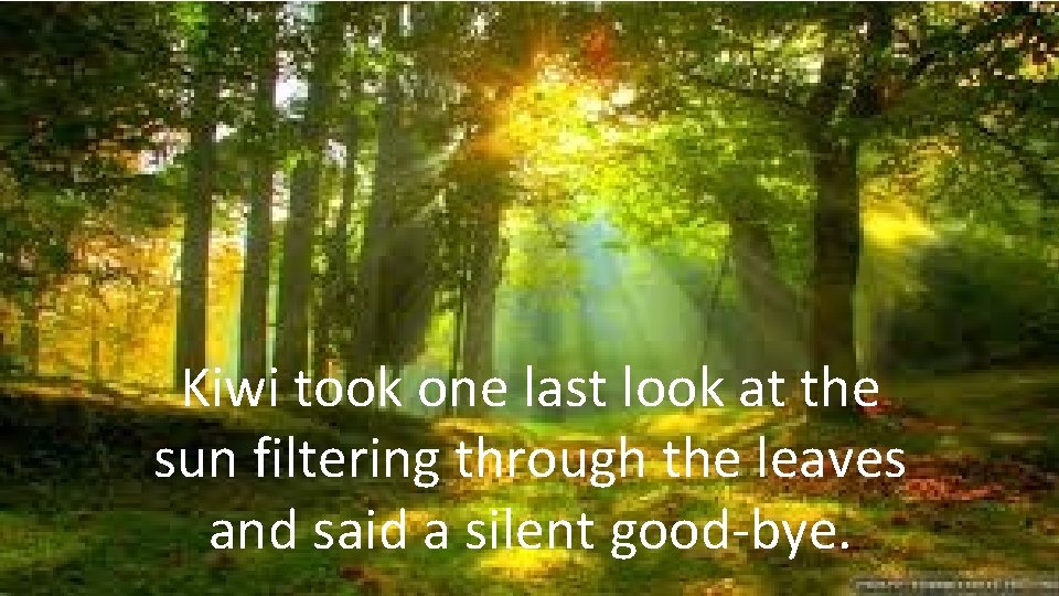Kiwi took one last look at the sun filtering through the leaves and said Kiwi took one last look at the sun filtering through the leaves and said
