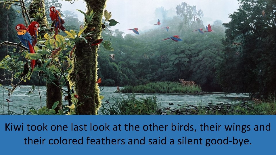 Kiwi took one last look at the other birds, their wings and their colored Kiwi took one last look at the other birds, their wings and their colored