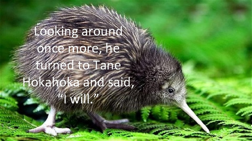 Looking around once more, he turned to Tane Hokahoka and said, “I will. ” Looking around once more, he turned to Tane Hokahoka and said, “I will. ”