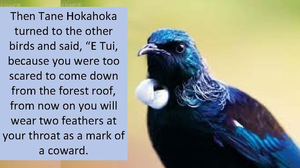 Then Tane Hokahoka turned to the other birds and said, “E Tui, because you Then Tane Hokahoka turned to the other birds and said, “E Tui, because you