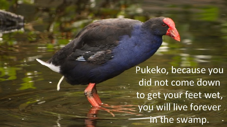 Pukeko, because you did not come down to get your feet wet, you will Pukeko, because you did not come down to get your feet wet, you will